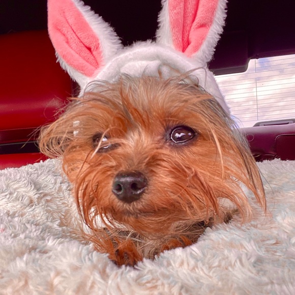 Meet your Posher, Robin - Picture 9 of 16